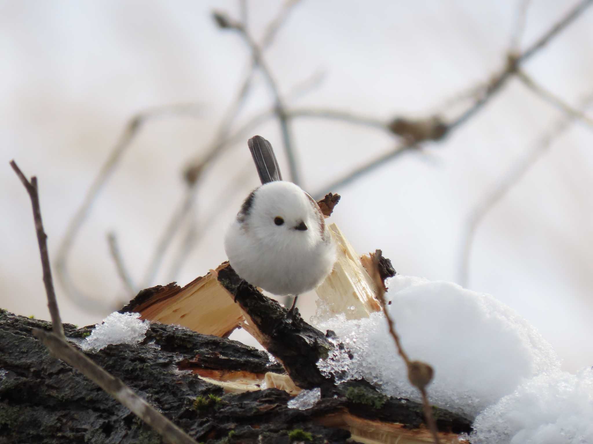 Long-tailed tit(japonicus)