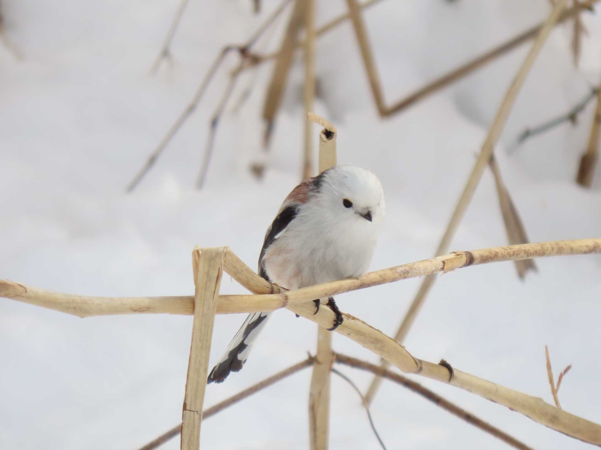 Long-tailed tit(japonicus)