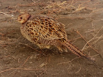 Common Pheasant 石狩川河口 Sat, 1/27/2024