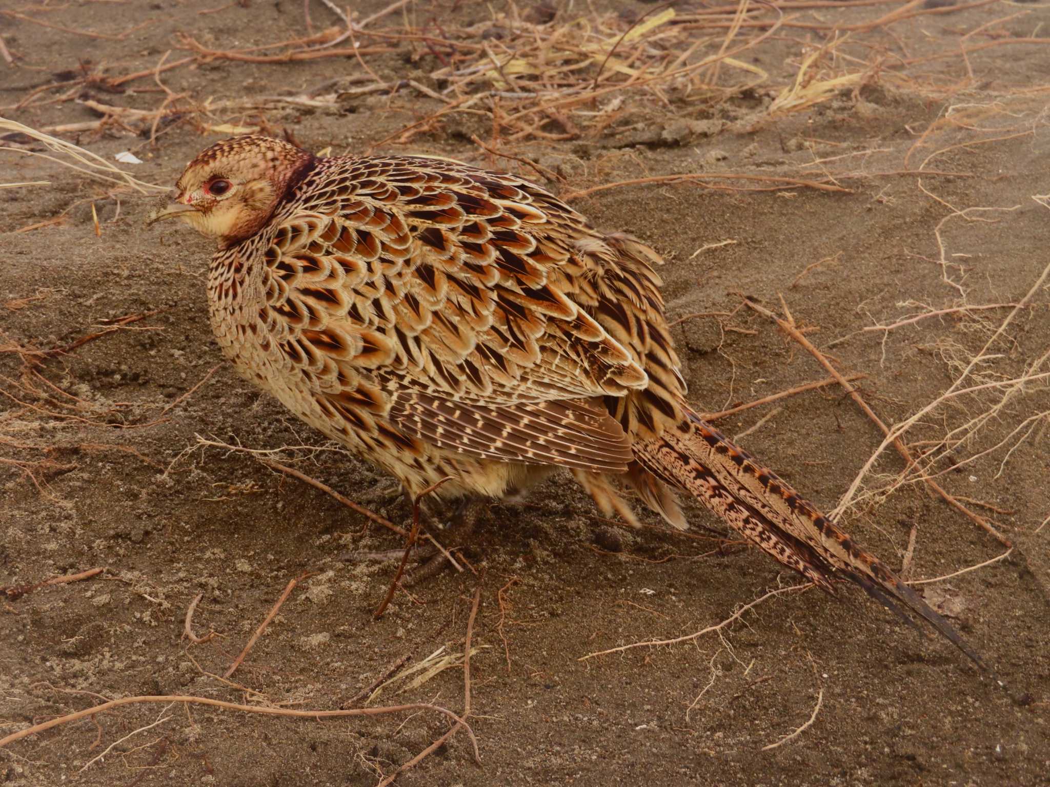 Photo of Common Pheasant at 石狩川河口 by ゆ