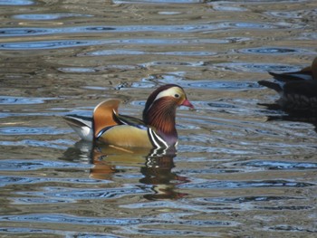 Tue, 1/30/2024 Birding report at DIC川村記念美術館庭園