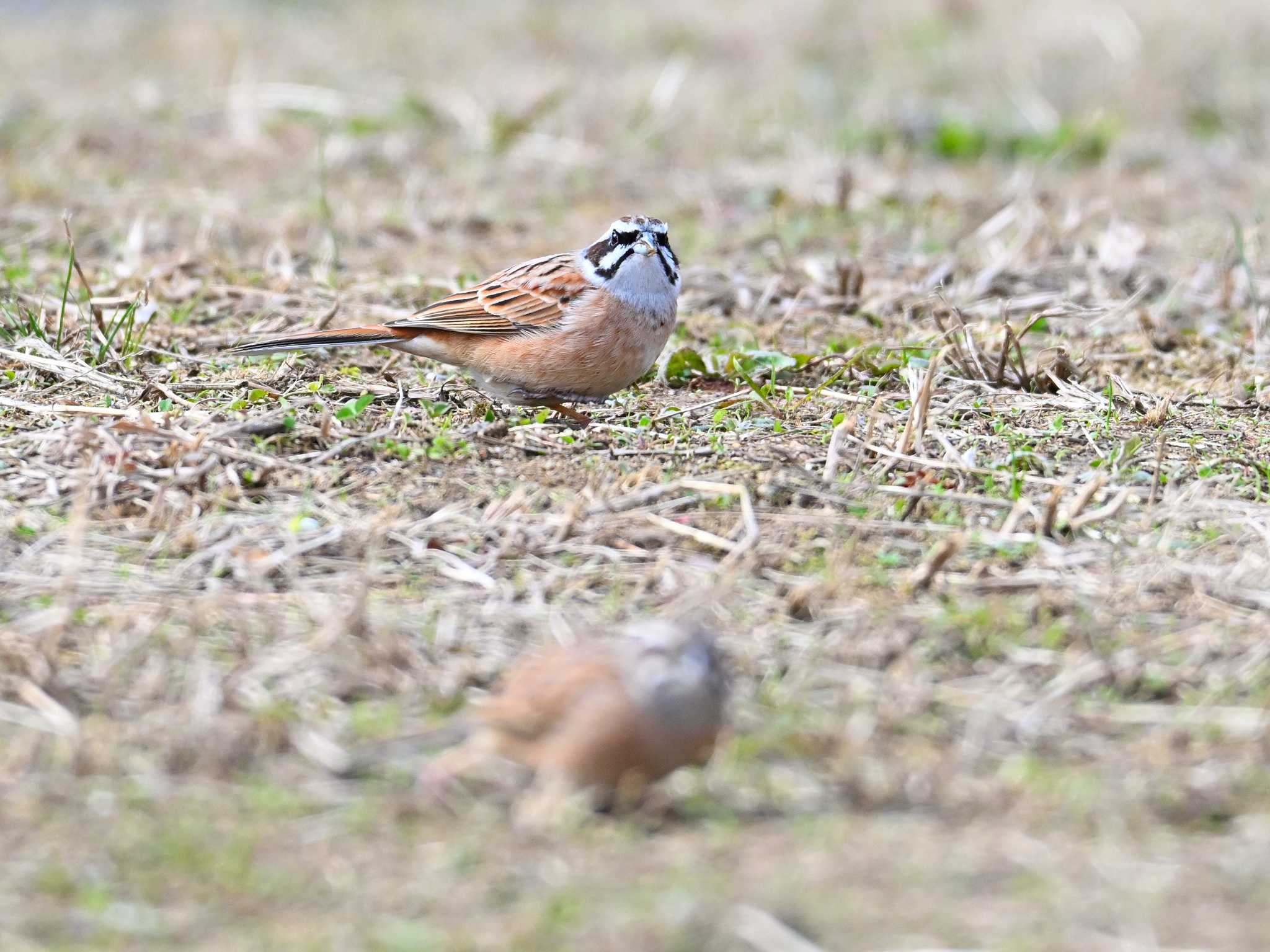 Meadow Bunting