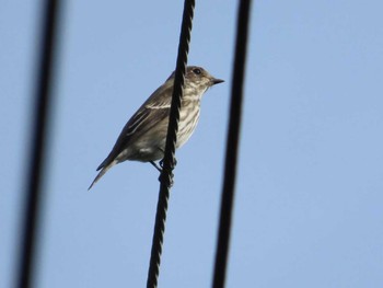 Grey-streaked Flycatcher 東京農大厚木キャンパス Thu, 10/19/2023