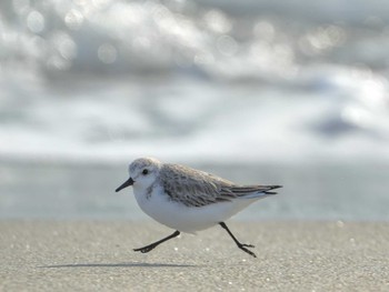 ミユビシギ 表浜海岸 2024年1月30日(火)