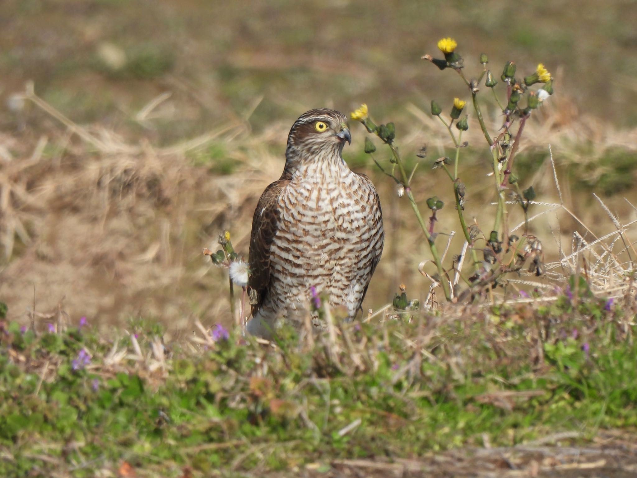 Eurasian Sparrowhawk