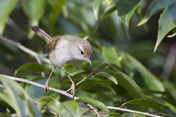 ウグイス 馬見丘陵公園 2023年2月26日(日)