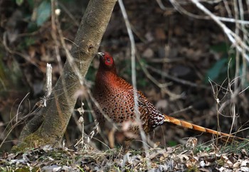 Wed, 1/31/2024 Birding report at 相模原市