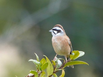 Meadow Bunting 稲佐山公園 Tue, 1/30/2024