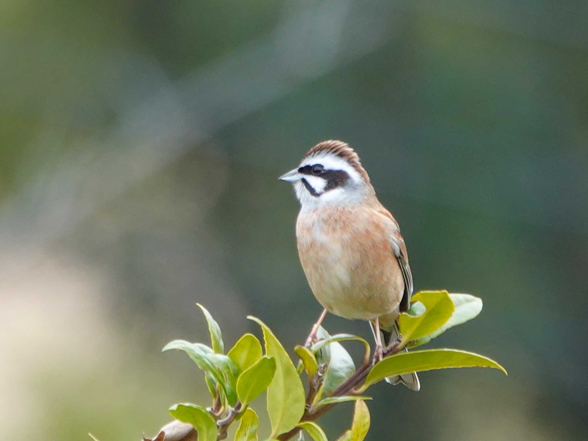 Photo of Meadow Bunting at 稲佐山公園 by M Yama