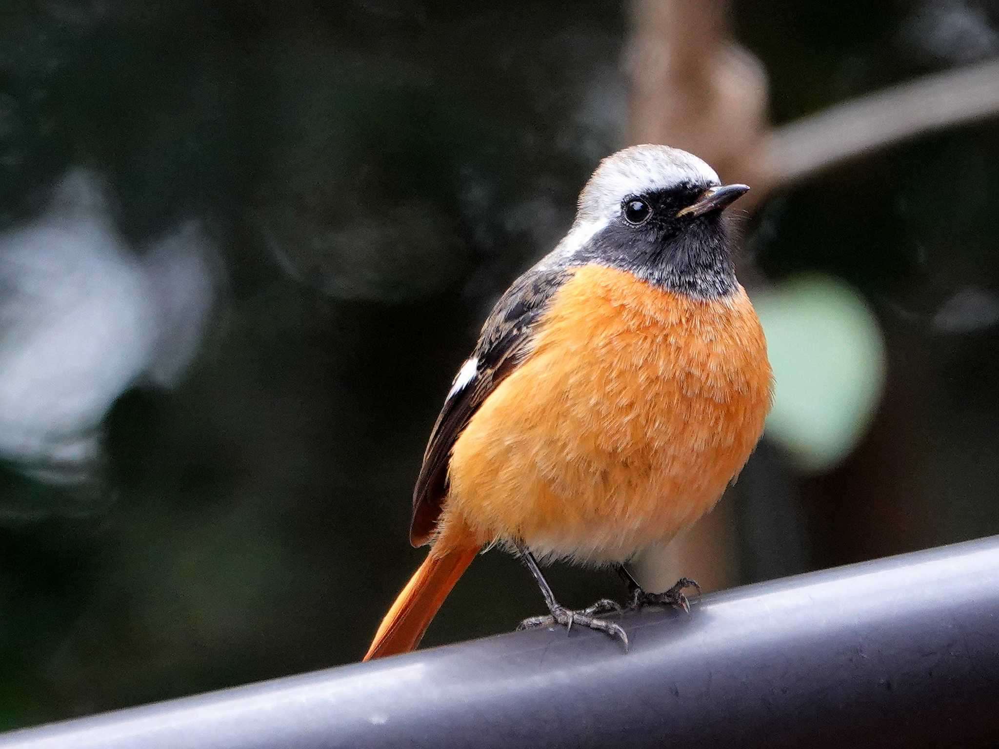 Photo of Daurian Redstart at 稲佐山公園 by M Yama