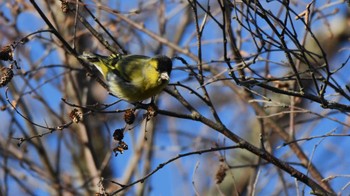 2024年1月31日(水) 南牧村の野鳥観察記録