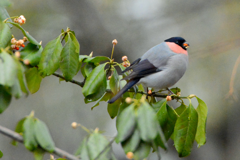 Photo of Eurasian Bullfinch at 北海道 by Markee Norman