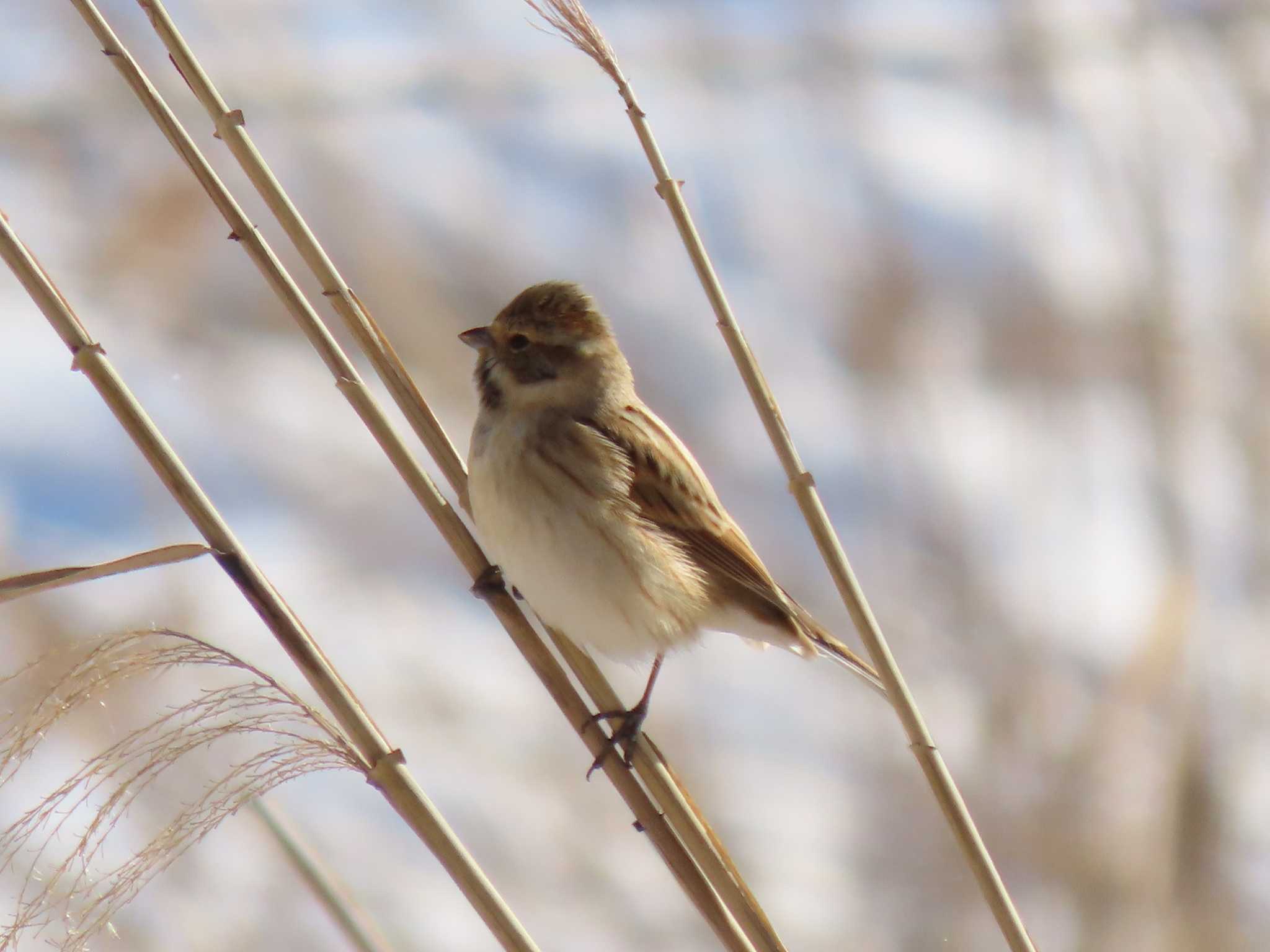 Common Reed Bunting