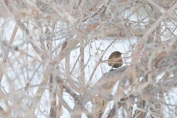 Eurasian Wren 大沼公園(北海道七飯町) Tue, 1/30/2024