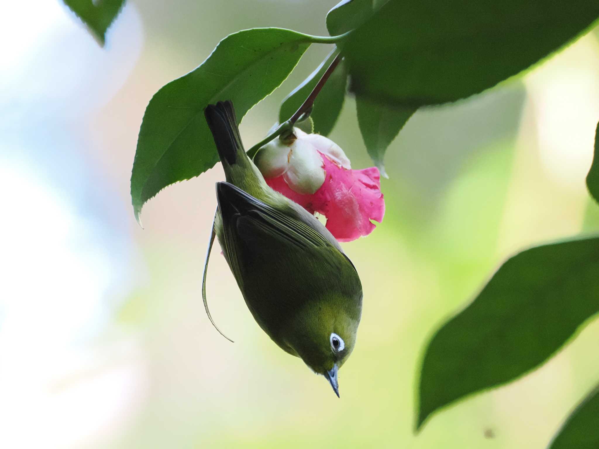 道保川公園 メジロの写真 by こむぎこねこ