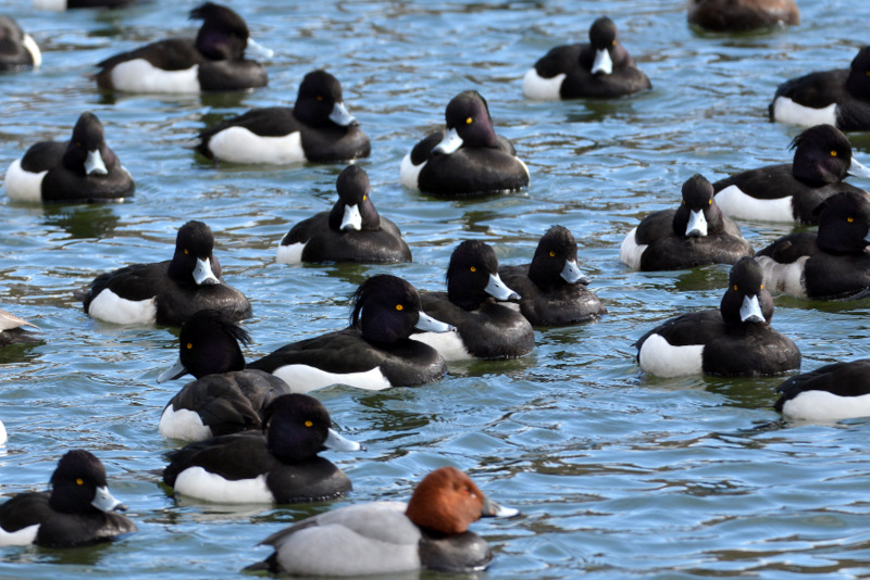 Tufted Duck