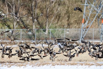 Greater White-fronted Goose Izunuma Fri, 1/26/2024