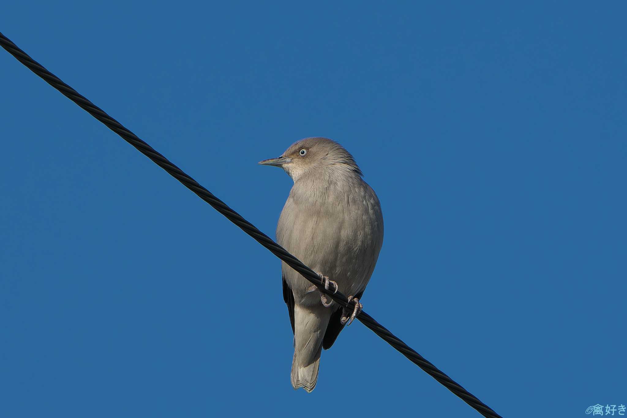 Photo of White-shouldered Starling at Ishigaki Island by 禽好き