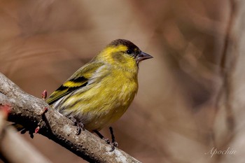 2024年1月5日(金) 大洞の水場の野鳥観察記録