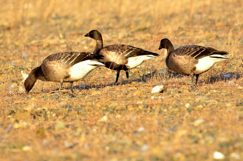 Photo of Brant Goose at 北海道 by Markee Norman