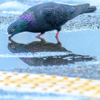 カワラバト 琵琶湖 2024年1月27日(土)