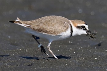 Kentish Plover Sambanze Tideland Sat, 1/27/2024