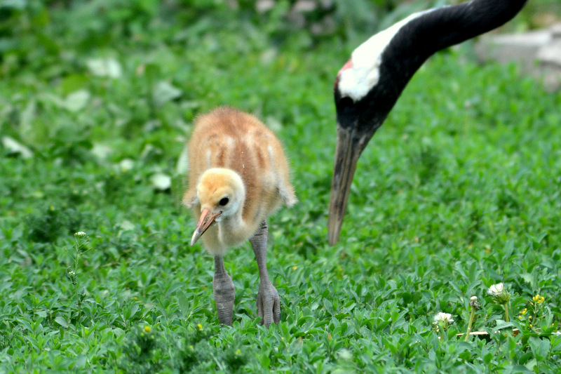 Red-crowned Crane