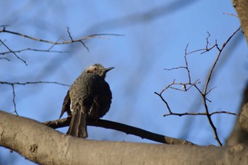 Brown-eared Bulbul ＭＦ Wed, 1/31/2024