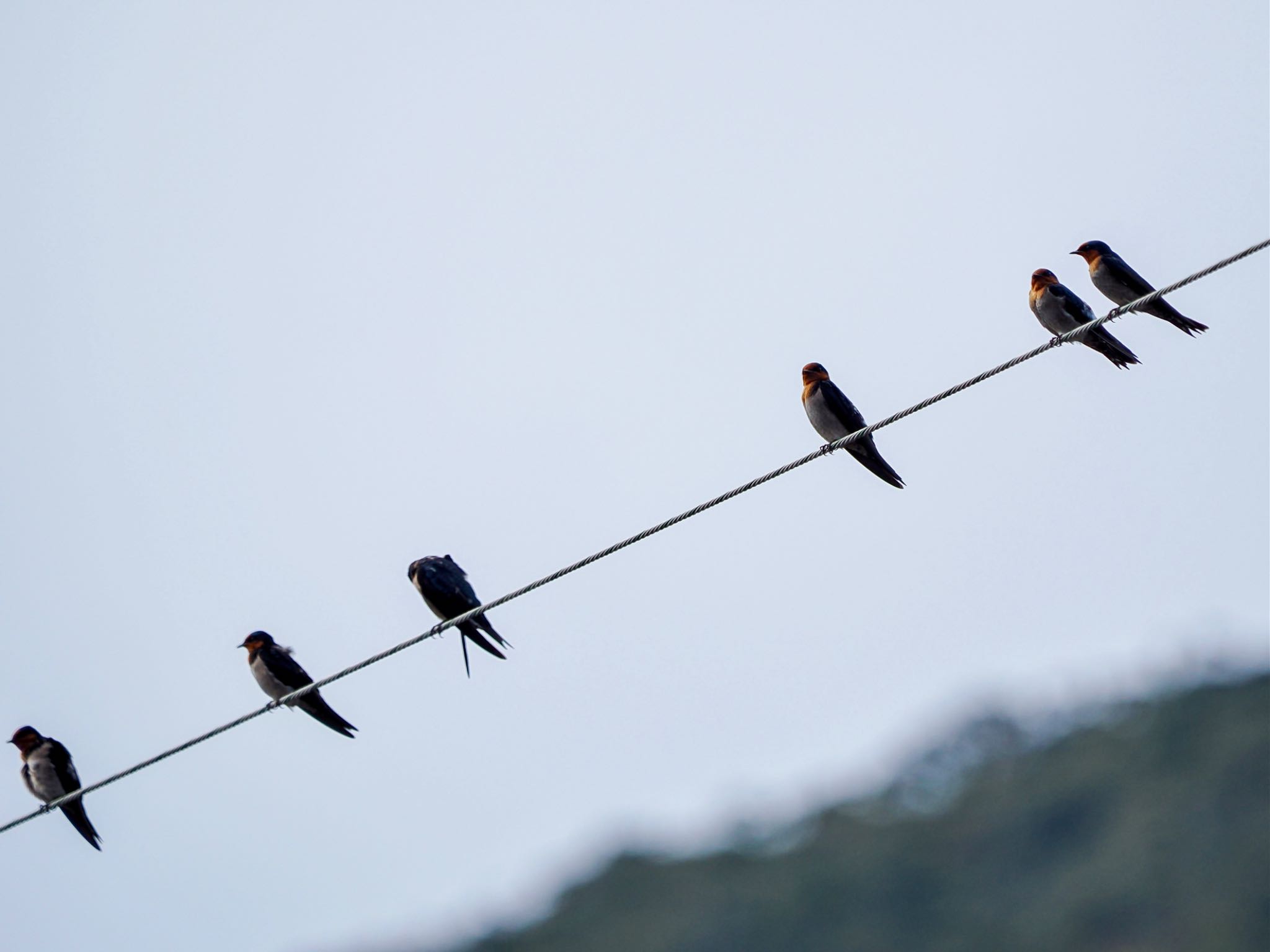 Pacific Swallow