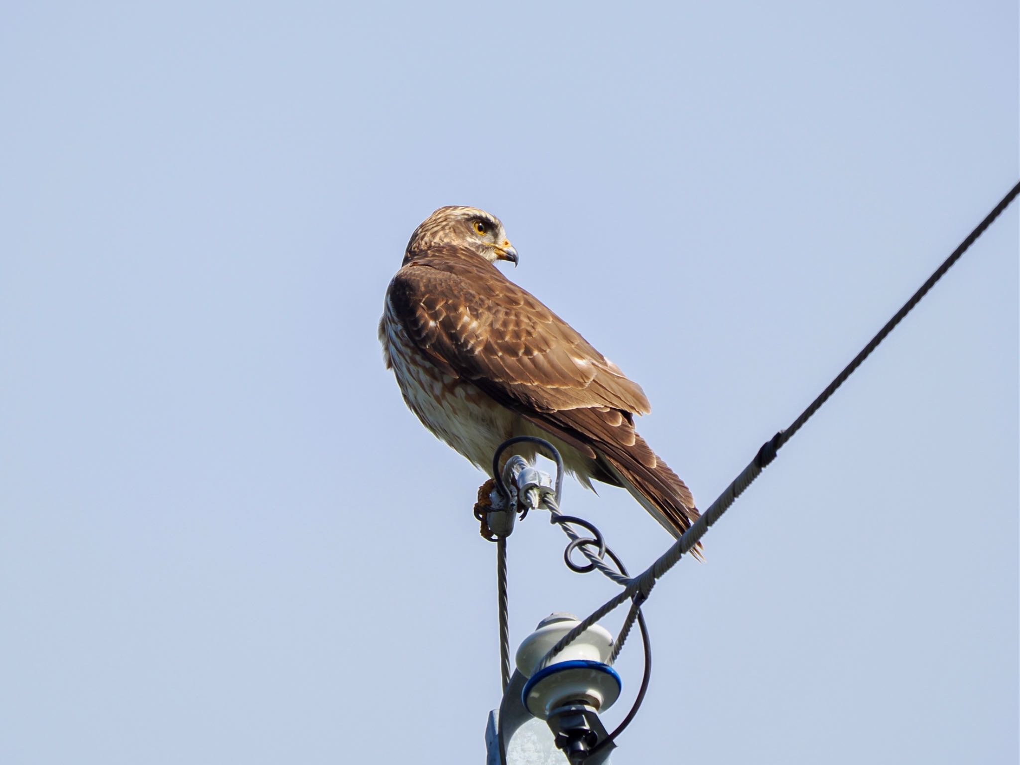 サシバ幼鳥　奄美では冬鳥　絶滅危惧種だが今回奄美大島で最もよく見かけた猛禽 by クロやん