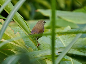 2024年1月20日(土) 奄美大島の野鳥観察記録