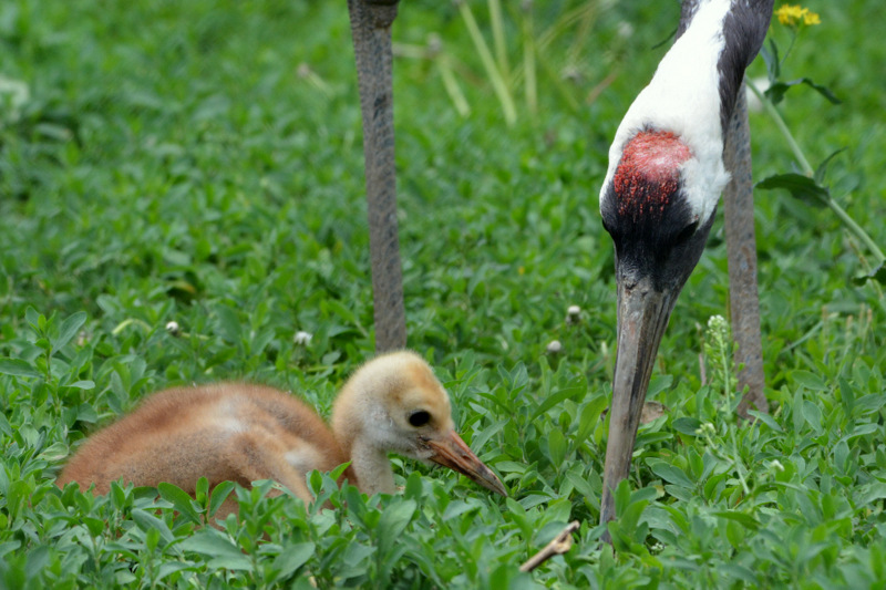 Red-crowned Crane