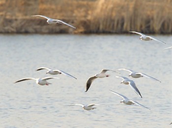 Black-headed Gull 乙戸沼公園 Wed, 1/31/2024