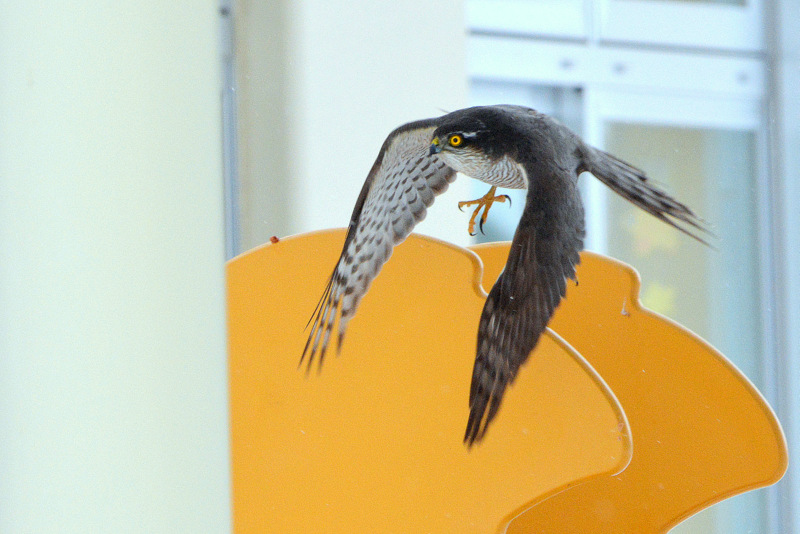 Photo of Eurasian Sparrowhawk at 北海道 by Markee Norman