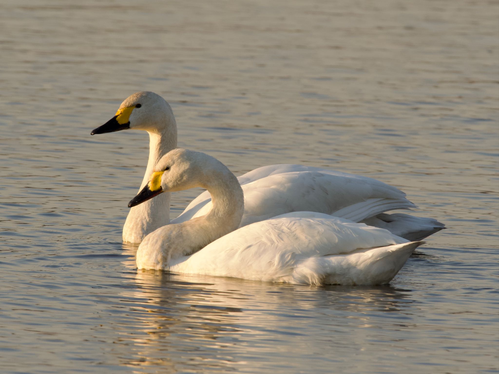 Photo of Tundra Swan at 乙戸沼公園 by スキーヤー