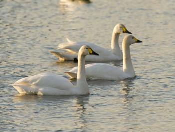 Tundra Swan 乙戸沼公園 Wed, 1/31/2024