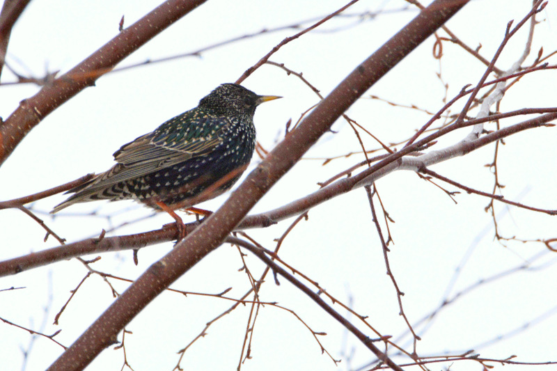Photo of Common Starling at 北海道 by Markee Norman