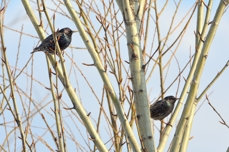 Photo of Common Starling at 北海道 by Markee Norman