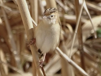 2024年1月31日(水) 境川遊水地公園の野鳥観察記録