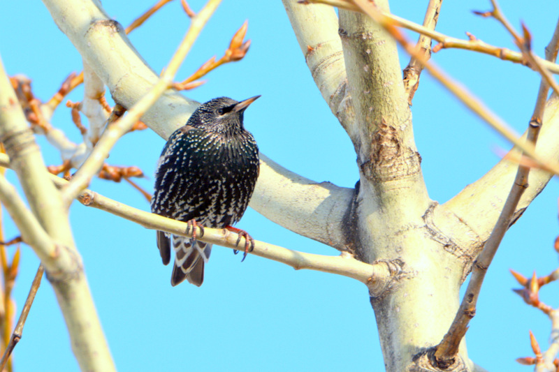 Common Starling