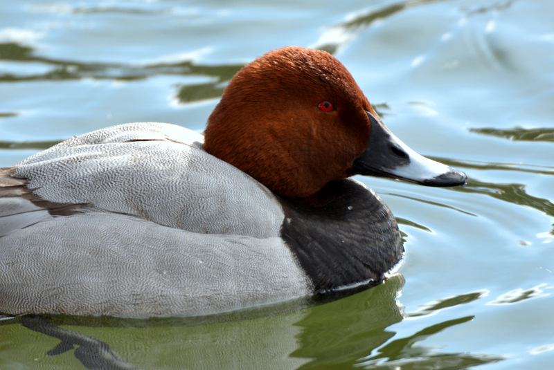 Common Pochard