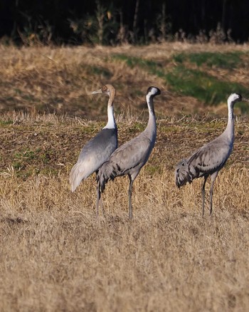 White-naped Crane 千葉県 Sat, 1/27/2024