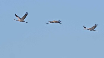 Common Crane 千葉県 Sat, 1/27/2024