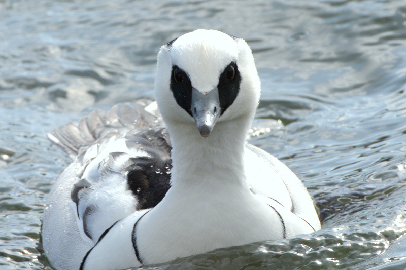 Smew