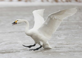 Tundra Swan 滋賀県湖北 Sun, 1/28/2024