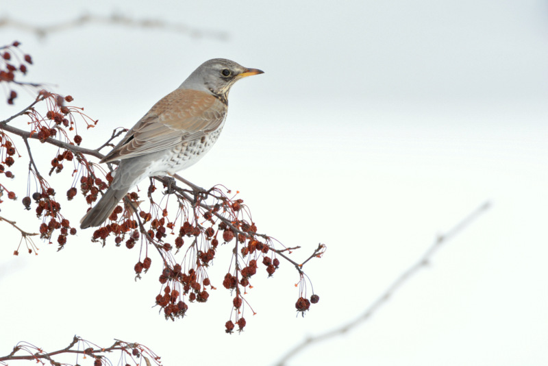 Fieldfare