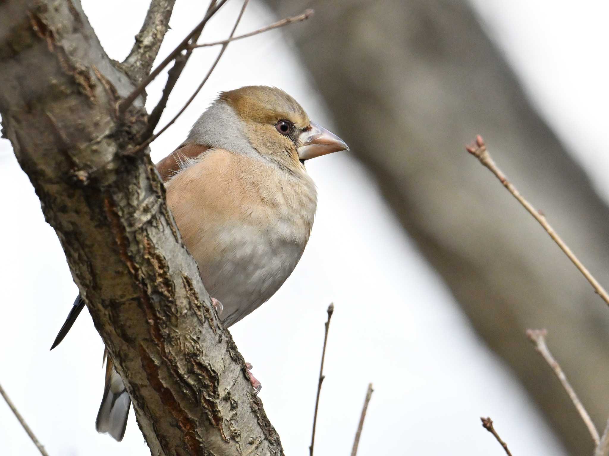 Hawfinch