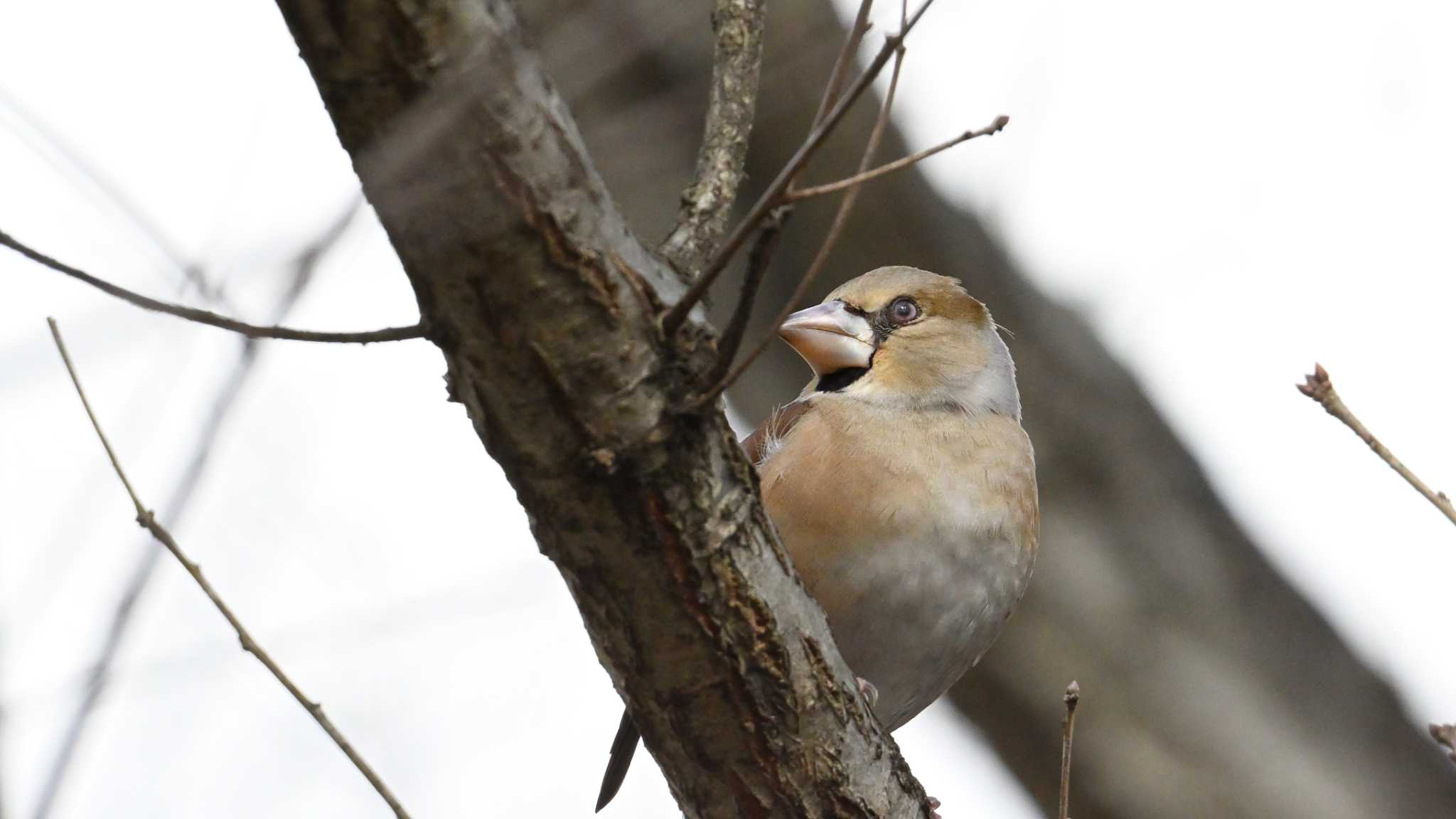 Hawfinch