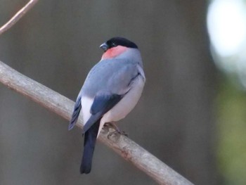 Eurasian Bullfinch(rosacea) 秩父 Tue, 1/30/2024