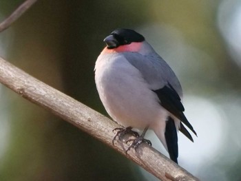 Eurasian Bullfinch(rosacea) 秩父 Tue, 1/30/2024